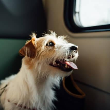 Vart kan man åka på semester med sin hund i sommar?