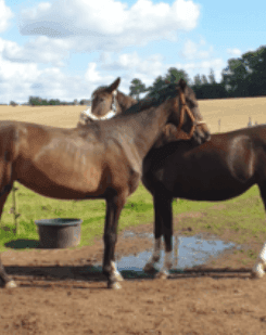 Få 5 % rabatt på kategorin "Övrigt" hos SmartaStall