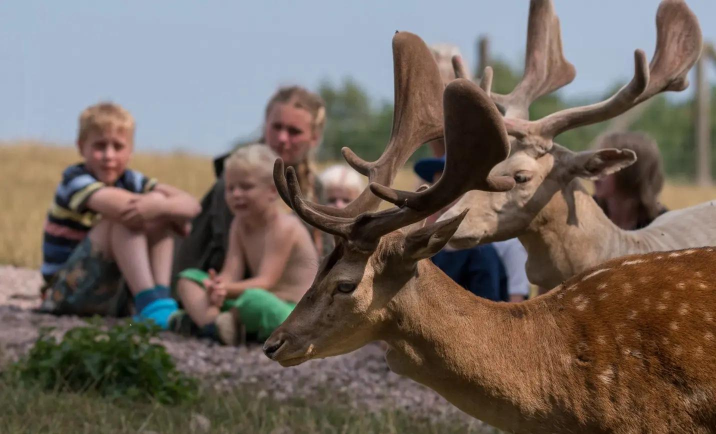 40% rabatt på dagspass till Skånes Djurpark i juni