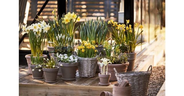 20% på perenner hos Blomsterlandet