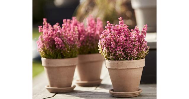 Blomsterlandet 50 % rabatt på utvalt sortiment