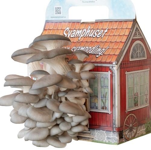 Svamphus Grå Ostronskivling - Trädgårdsmästarens Val