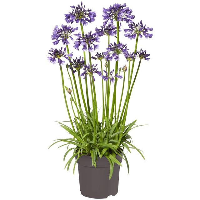 Afrikas Blå Lilja 'Poppin Purple'