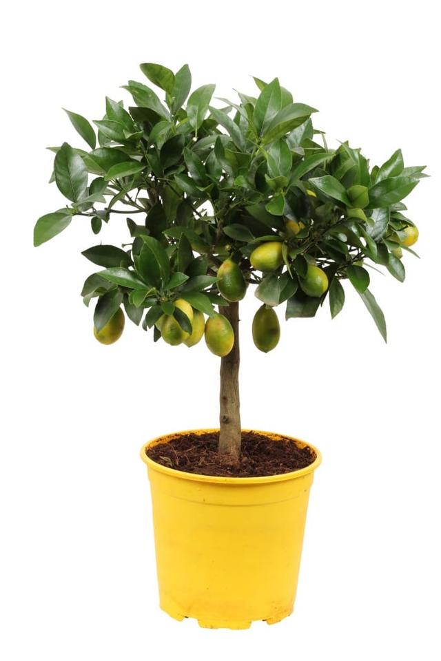 Stammonterad Lime Ø19 cm - Gul