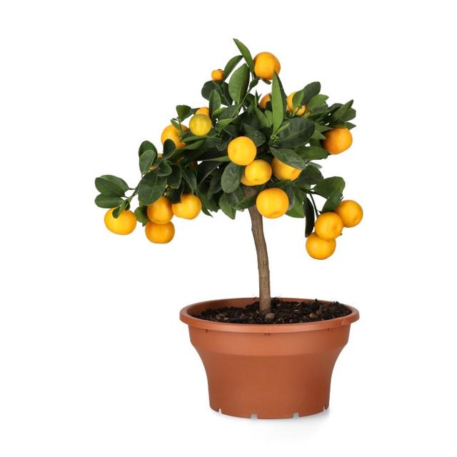 Kalamondin Orange Tree in 23cm Pot
