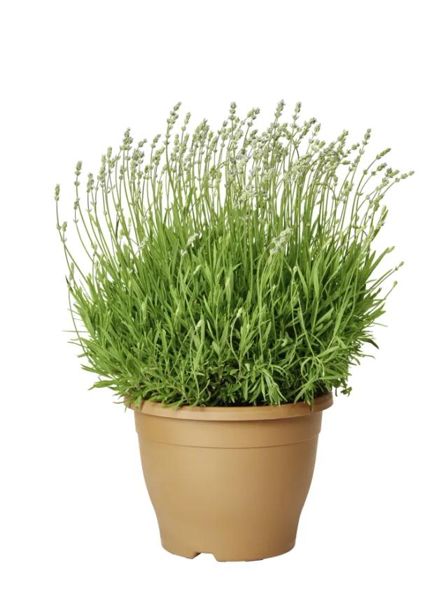 Lavendel 'Essence Purple' Blå Ø26 cm