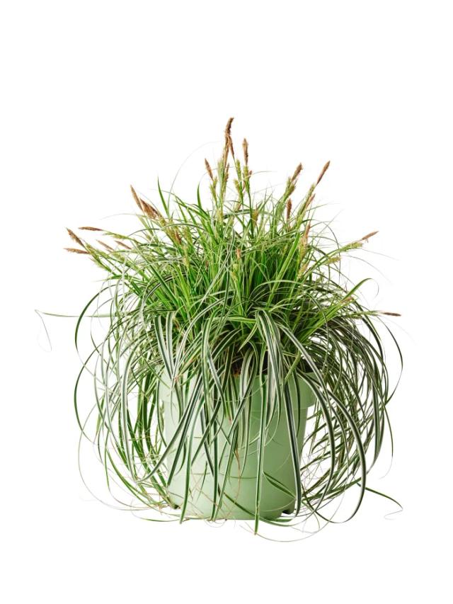 "Starr Feather Falls Grön Ø24cm Planter"