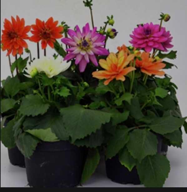 MaxiMix Sommardahlia Dahlia x pinnata