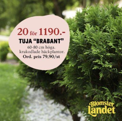 20 plantor Tuja 'Brabant' för 1190 kr
