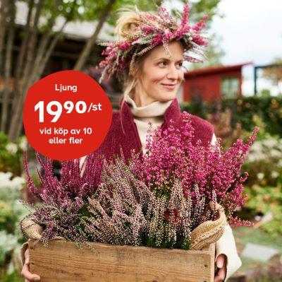 Fynda Ljung hos Plantagen från 19.90 kr st