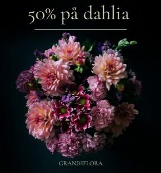 Grandiflora - 50% rabatt på dahlia