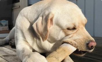 10% rabatt på din första beställning hos Hundben.se