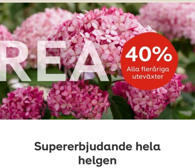 Plantagen - 40 % på alla fleråriga uteväxter